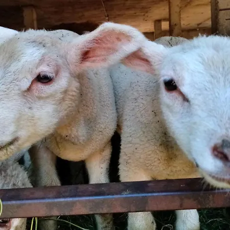 Owczarnia Ekologiczne Gospodarstwo Owczarskie