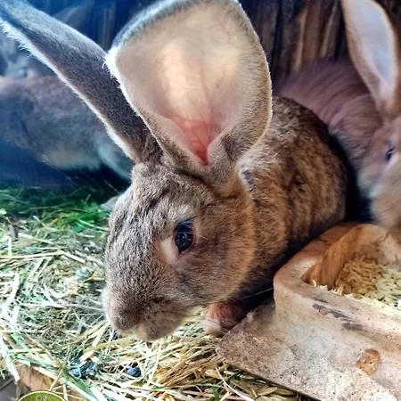 Owczarnia Ekologiczne Gospodarstwo Owczarskie