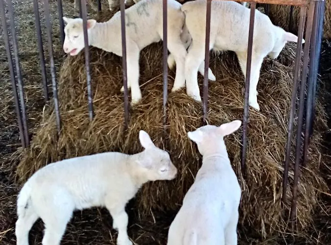 Owczarnia Ekologiczne Gospodarstwo Owczarskie *