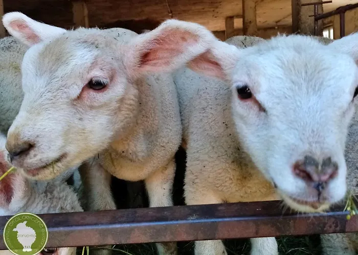 Owczarnia Ekologiczne Gospodarstwo Owczarskie