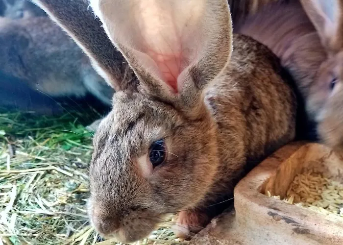 Owczarnia Ekologiczne Gospodarstwo Owczarskie